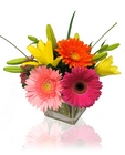 Bright & Stunning